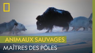 Coopérer pour survivre : les stratégies des animaux des pôles