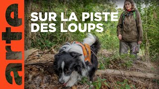 Des chiens sur la piste des loups