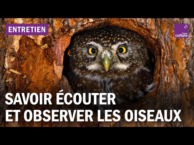 Écouter et observer les oiseaux : un acte de résistance