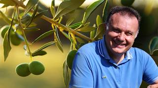 Huile d'olive: un trésor méditerranéen devenu indispensable