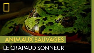 La frénésie sexuelle des crapauds sonneurs