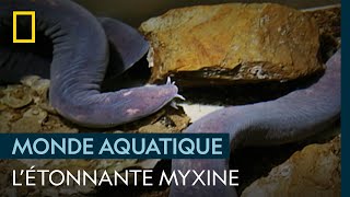 La myxine et son redoutable bouclier gluant