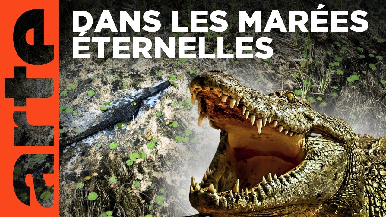 Les Everglades américains – Des royaumes de terre et d’eau