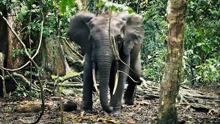 Les éléphants du Gabon face à la montée des eaux