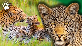 Les prédateurs de la jungle : qui survivra ?