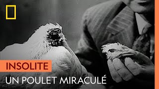L'incroyable histoire de Mike, le poulet sans tête