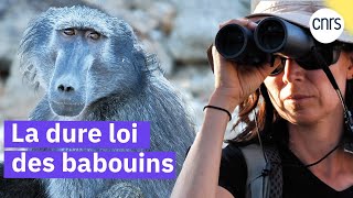 Luttes de pouvoir chez les babouins
