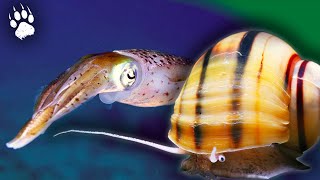 Mollusques : que savez-vous vraiment sur ces créatures étonnantes ?