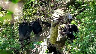 Mbudha, le repaire des chimpanzés