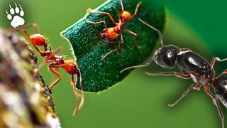 Ouvrières, soldats : comment s'organisent les sociétés de fourmis ?