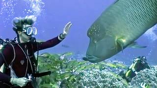 Polynésie Française : plongée sous-marine dans un monde unique