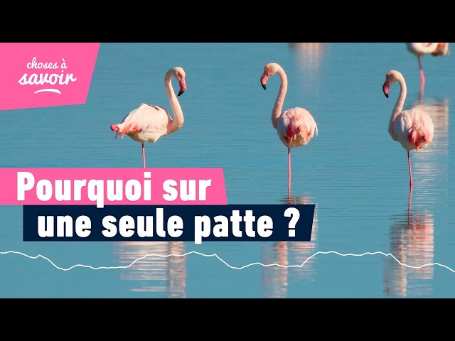 Pourquoi les flamants roses se tiennent sur une seule patte ?
