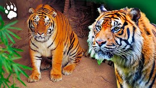Quel secret cache les derniers tigres d’Asie ?