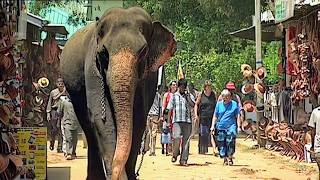 Sri Lanka, la renaissance après le tsunami