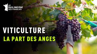 Viticulture, la part des anges