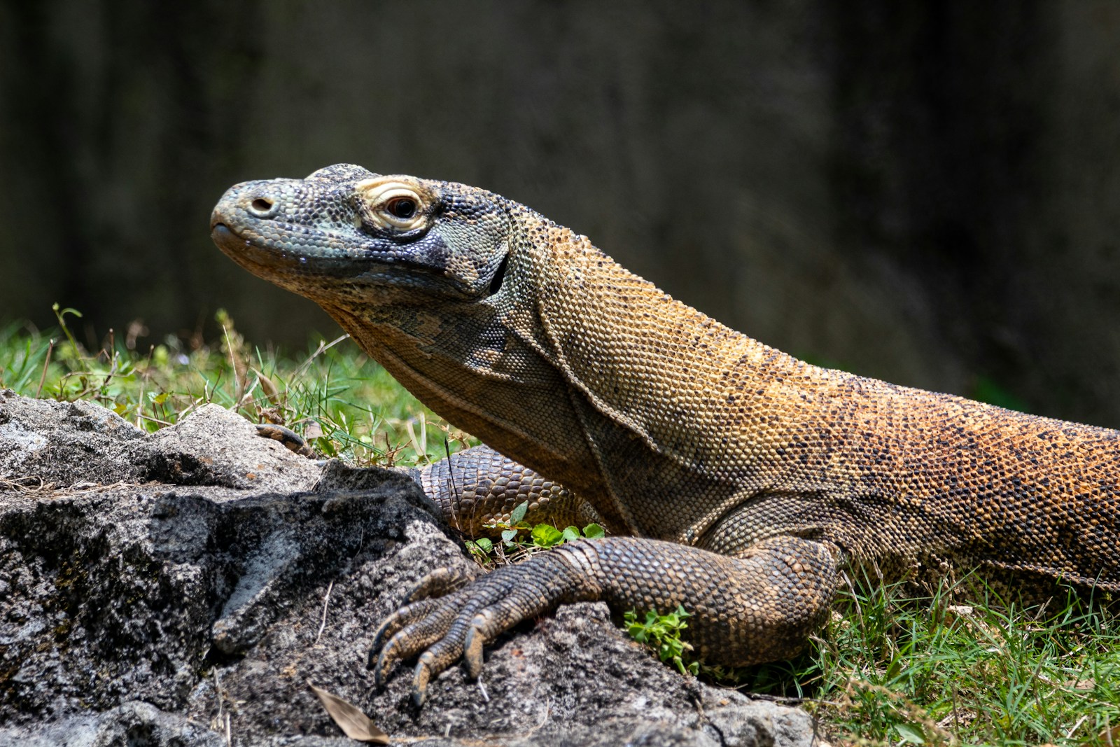 A la découverte du mystérieux Dragon de Komodo