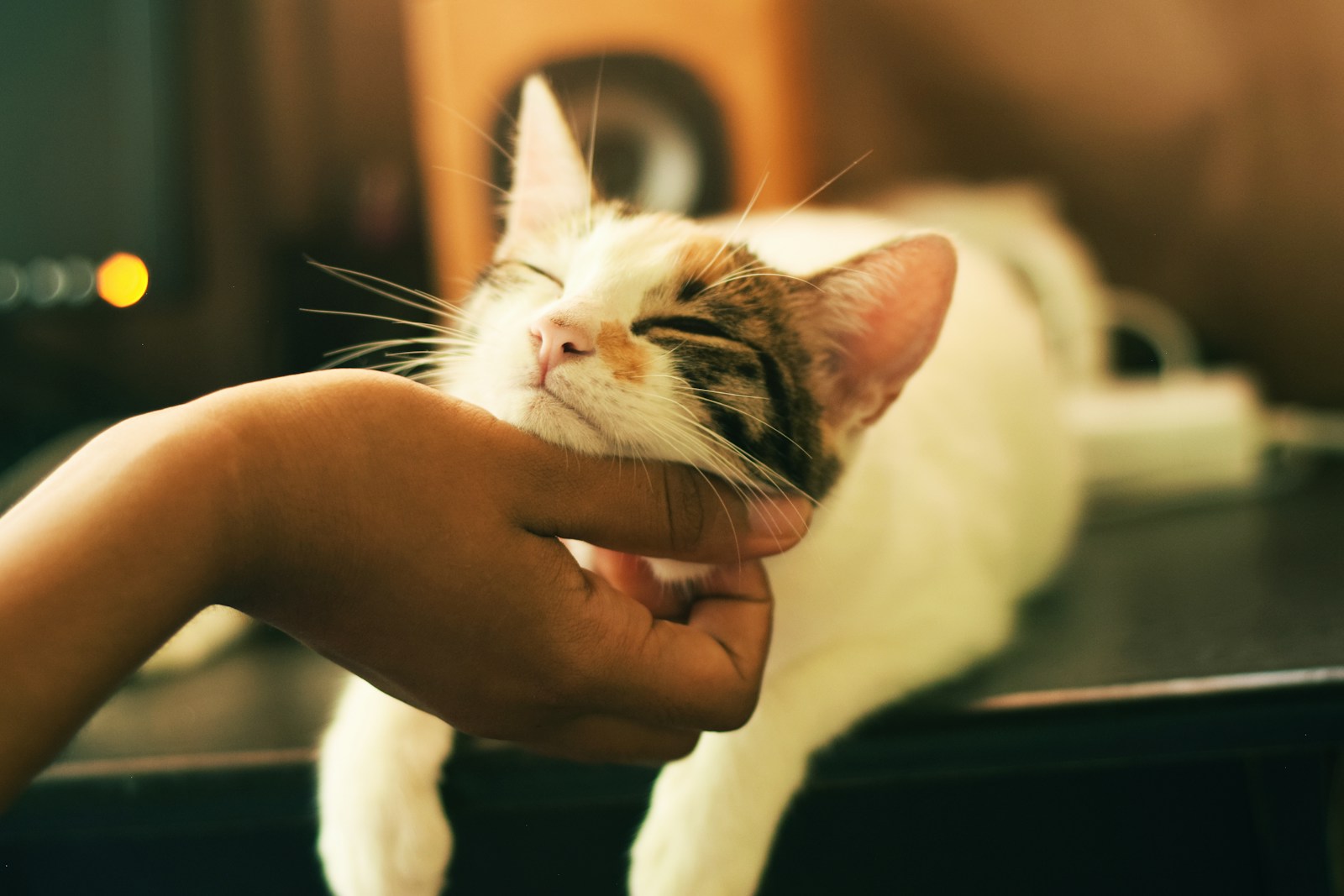 Avant de sélectionner une assurance pour votre animal, il est important d'évaluer certains critères afin d'opter pour la meilleure solution.