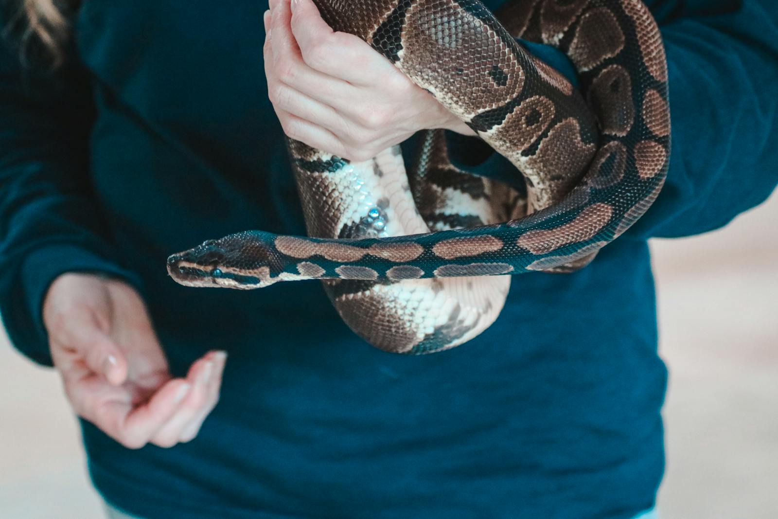 Bien que souvent perçu comme lent en raison de sa taille, le boa constrictor est en réalité un prédateur rapide et précis.