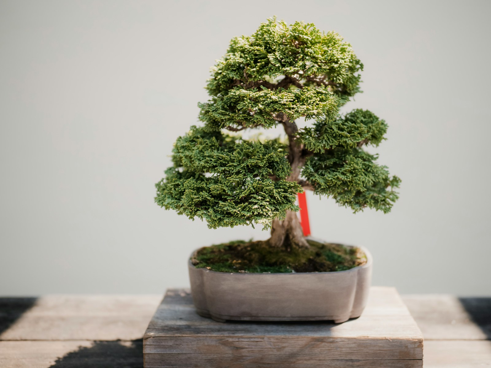 Comment sélectionner les végétaux pour créer un jardin japonais ?
