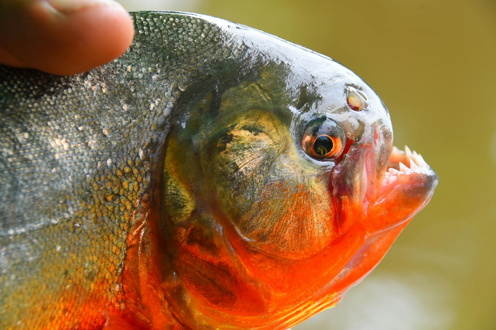 Dans leur habitat naturel, les piranhas jouent un rôle crucial dans l'écosystème aquatique.