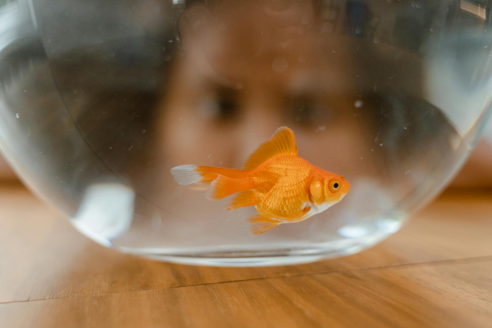Des études scientifiques ont été entreprises pour tester la mémoire des poissons rouges, et les résultats sont étonnants.