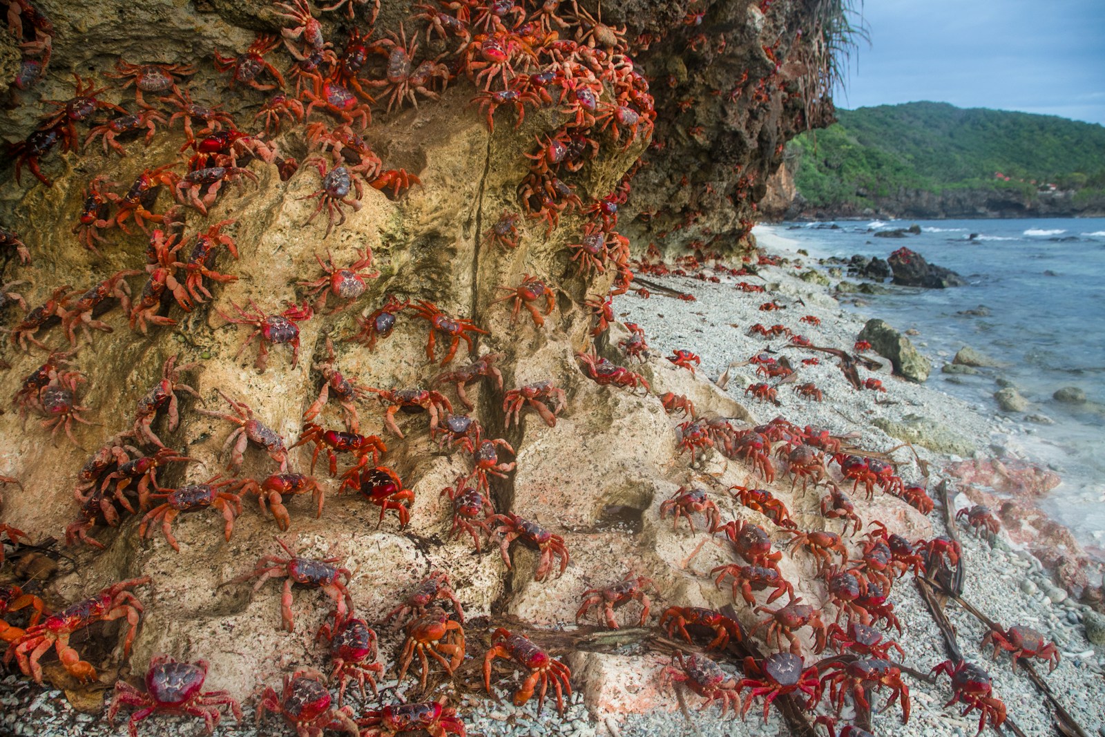 La progression inéluctable du crabe rouge