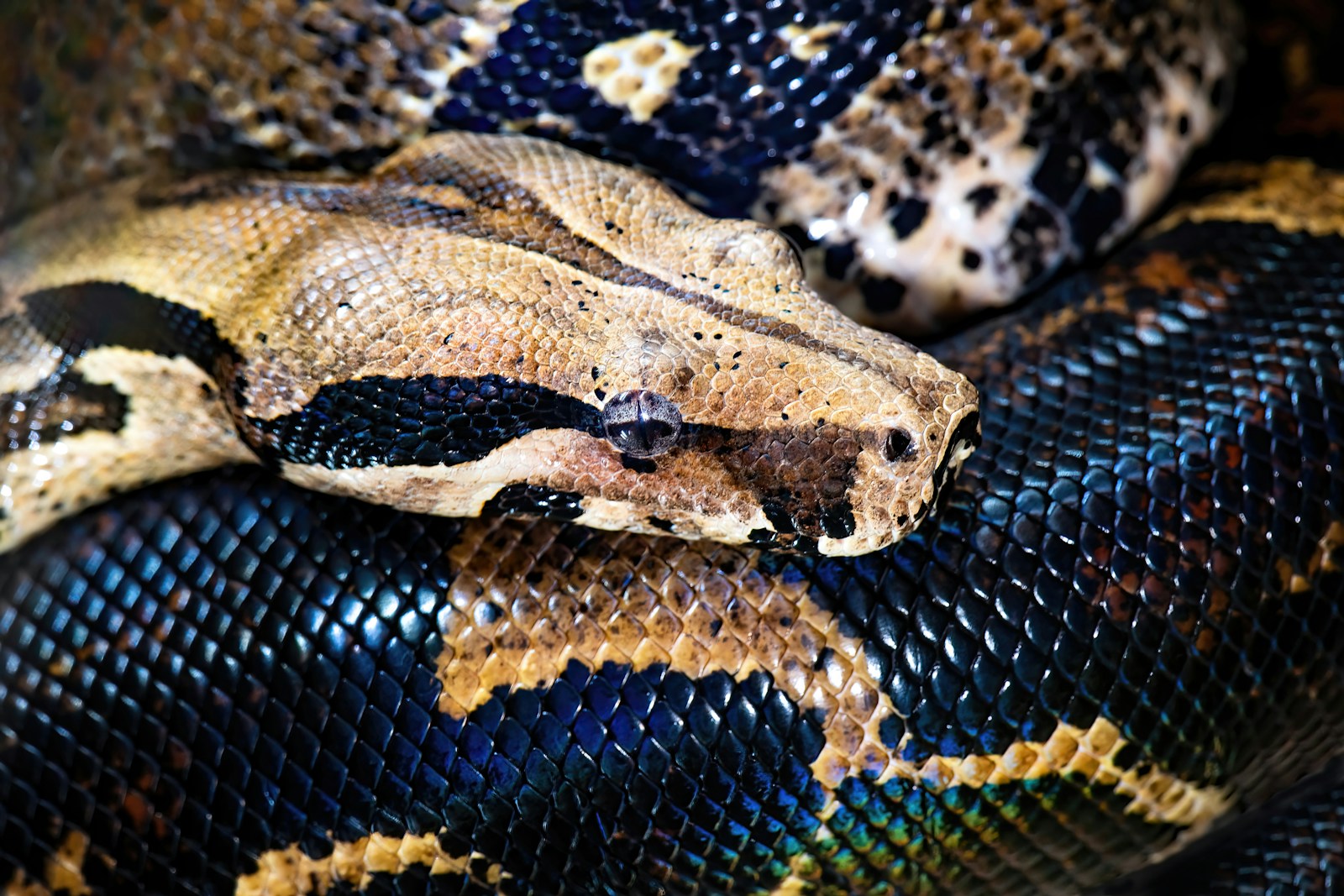 Le boa constrictor, un des serpents les plus véloces