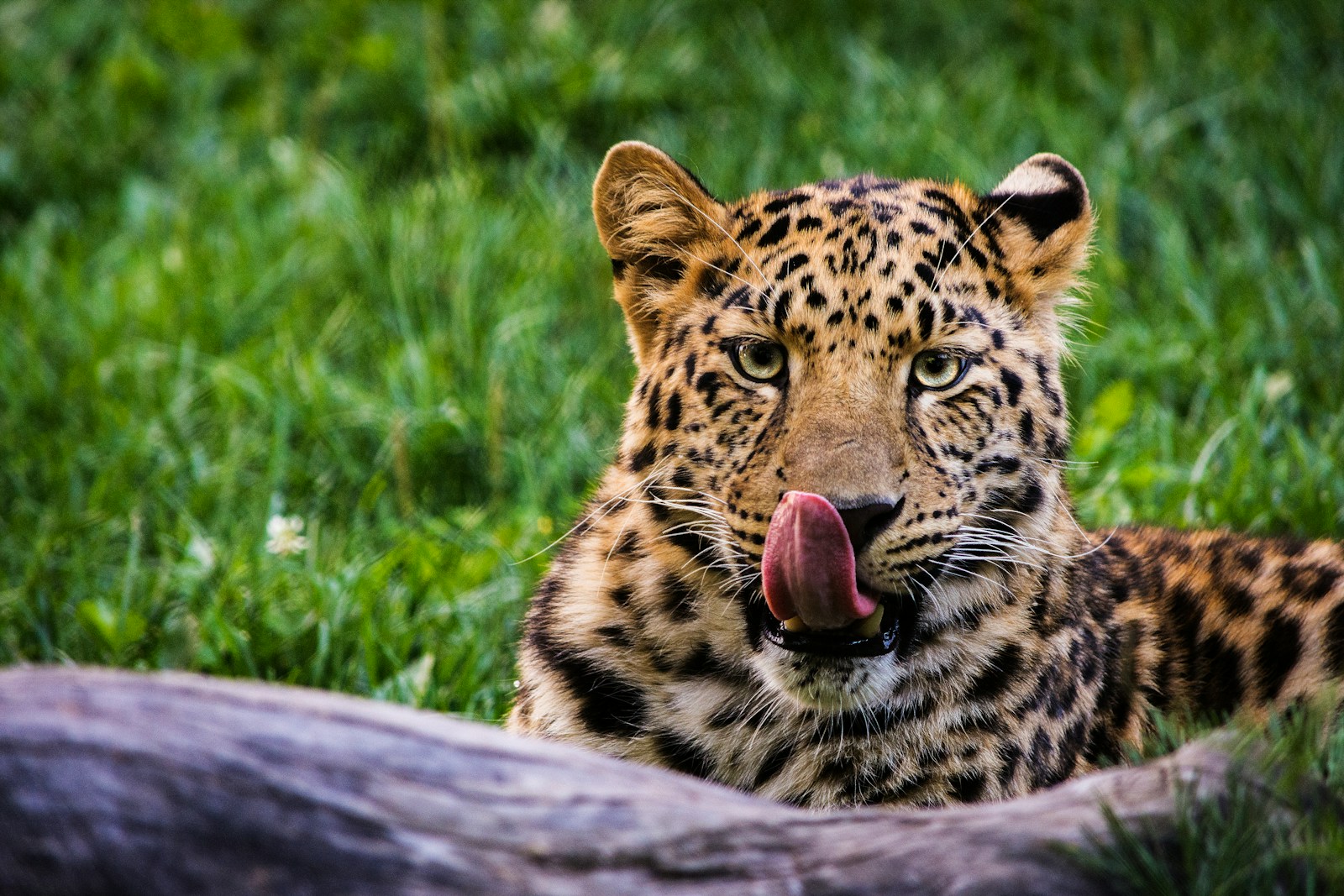 Le jaguar, un félin solitaire et combatif