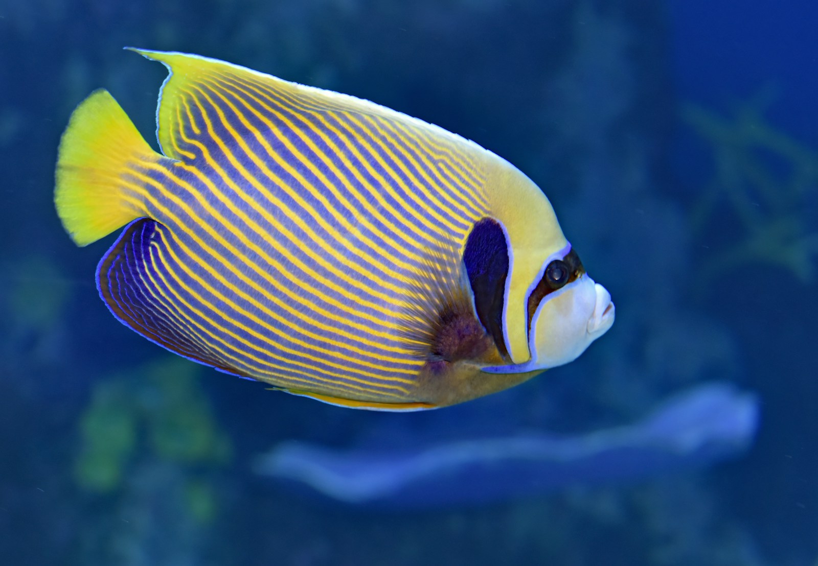 Le poisson-ange : qui est-il vraiment ?