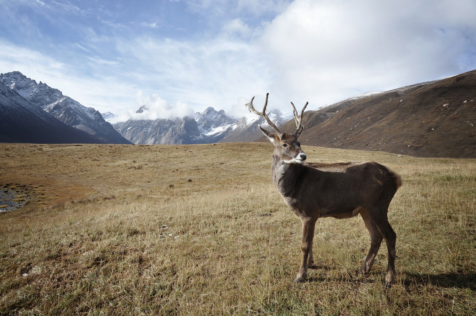 Les caribous, créatures majestueuses