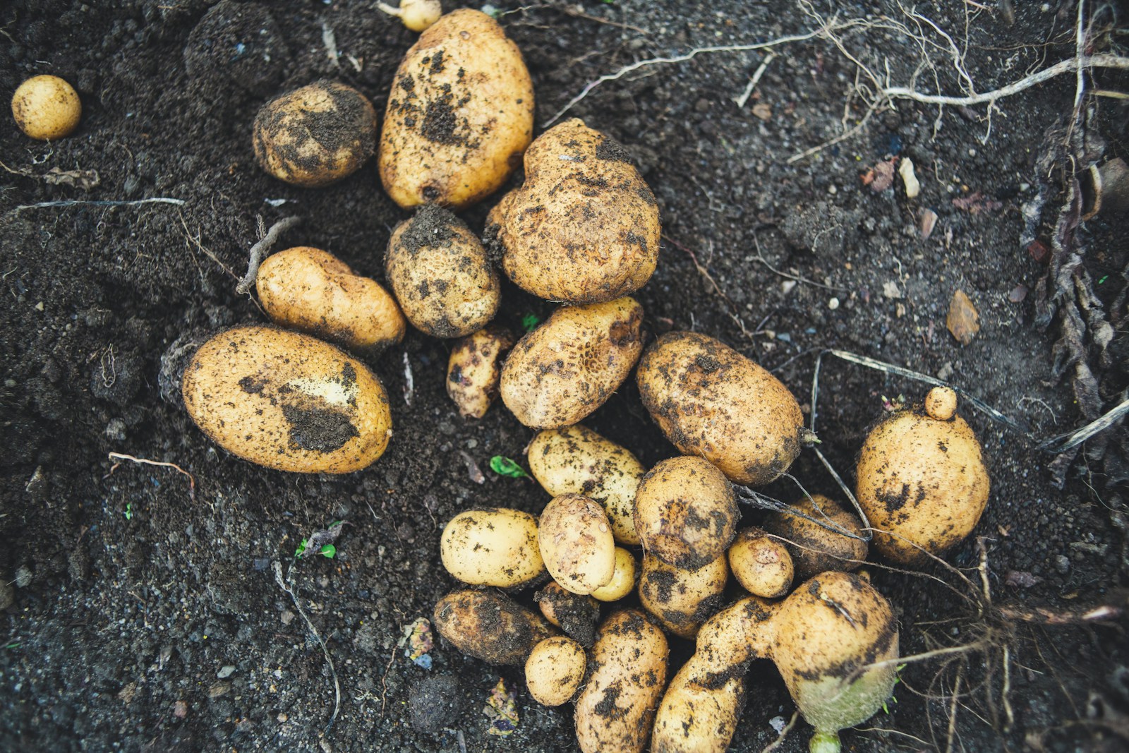 Les tubercules sont des organes de stockage souterrains de certaines plantes