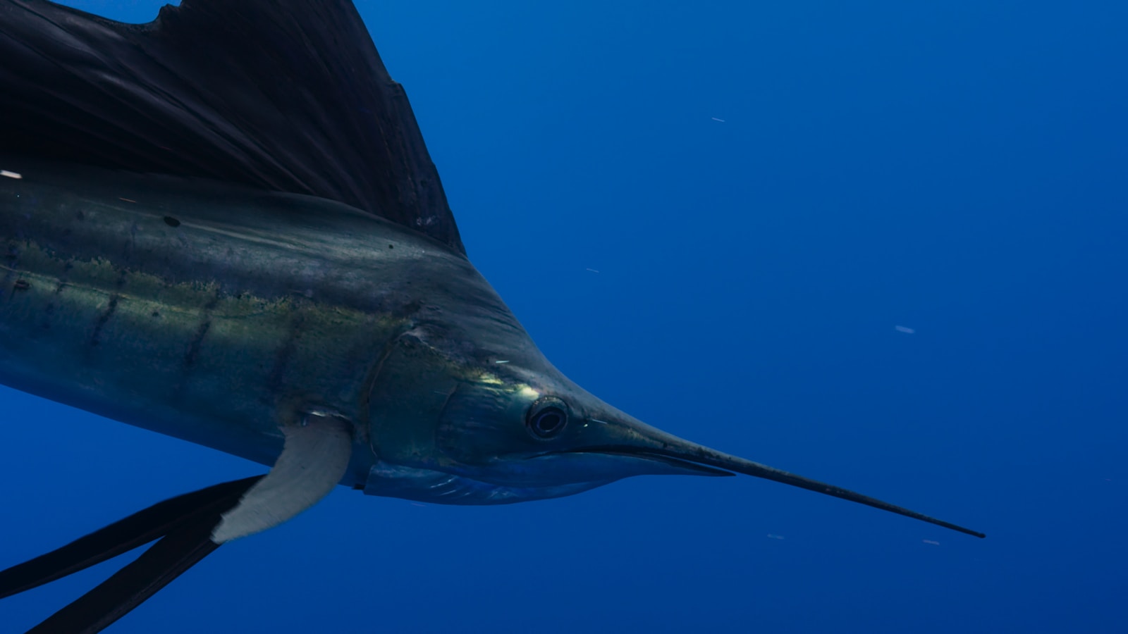 Le marlin, prédateur inlassable des mers