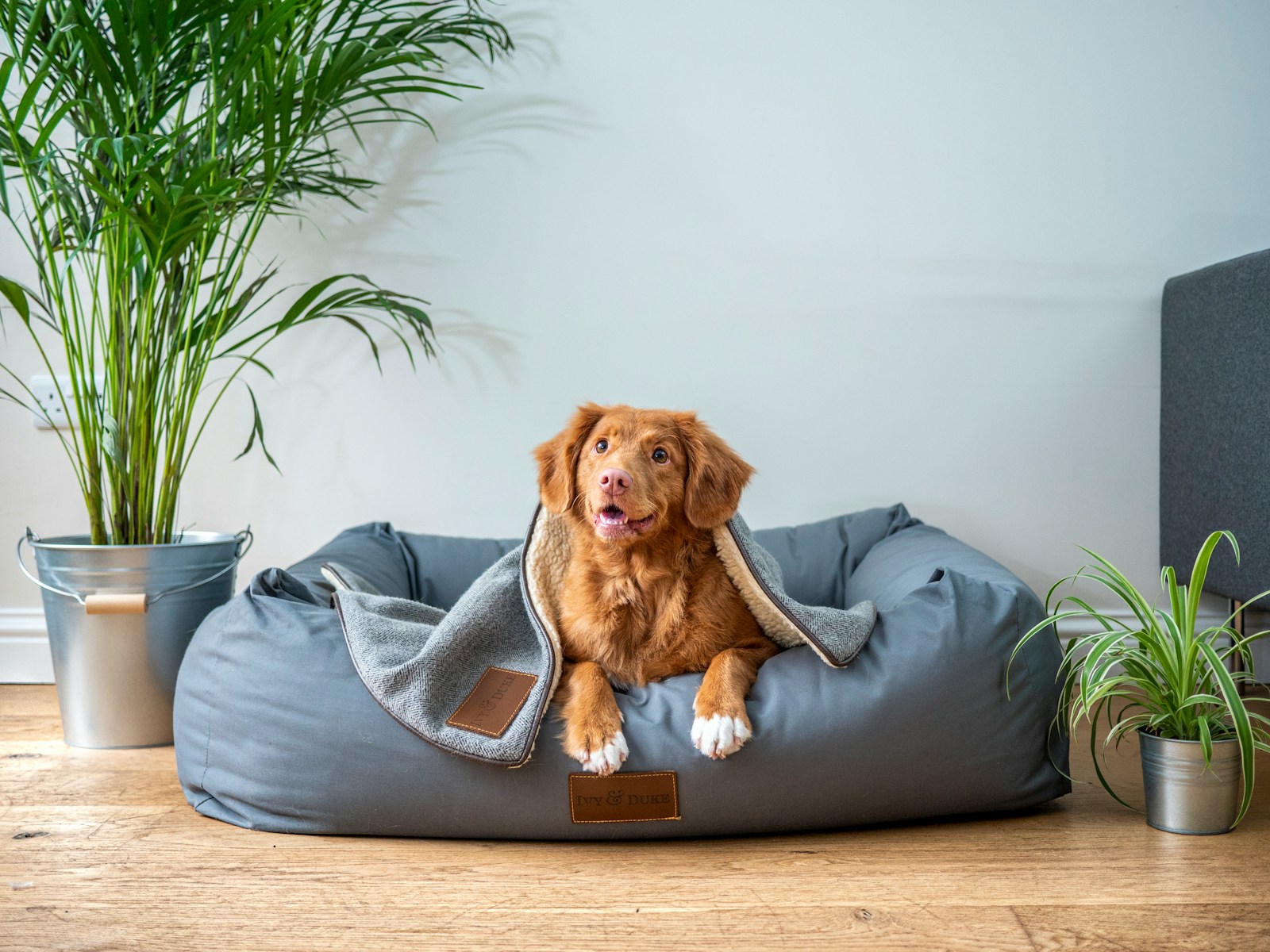 Tout ce qu’il faut savoir avant de choisir une assurance pour votre animal