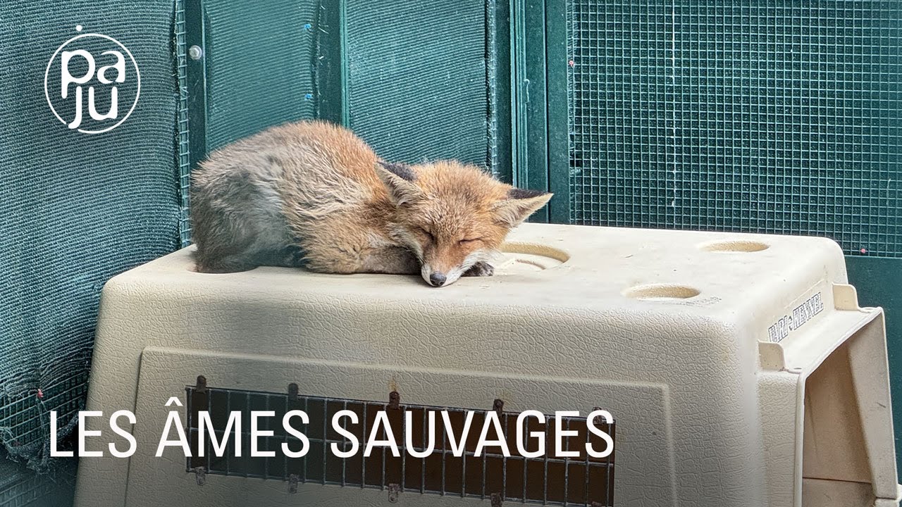 A Erminea, d'incroyables femmes soignent les animaux sauvages