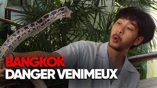 Bangkok : l'invisible danger des animaux venimeux