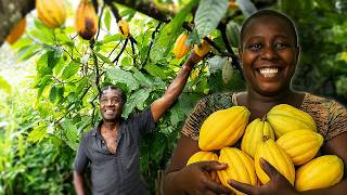 Chocolat, de l'Amazonie à Madagascar, la découverte des fèves rares