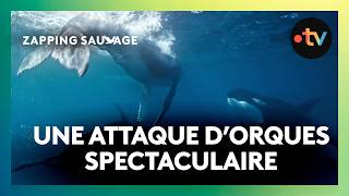 Ces orques se sont spécialisées dans le kidnapping de baleineaux !