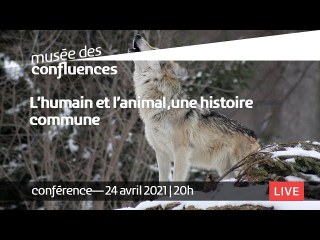 Du vivant et du mouvement ! L’animal au cinéma