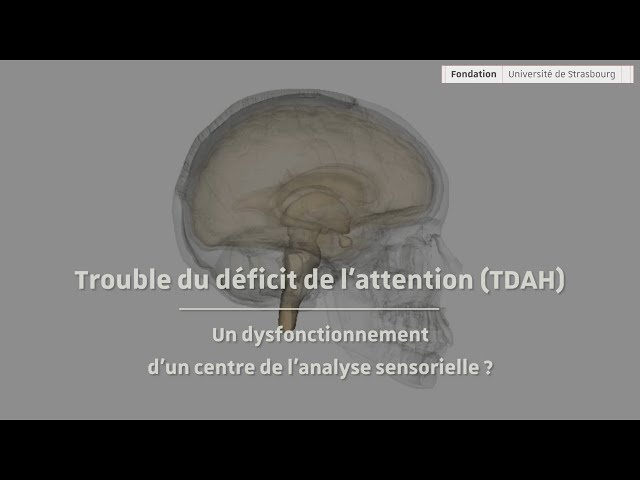 TDAH : un dysfonctionnement de l'analyse sensorielle ?