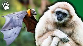 La faune mystérieuse de Bornéo : entre prédateurs et protection