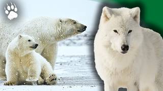 La faune de l'Arctique : géants des glaces et maîtres des banquises