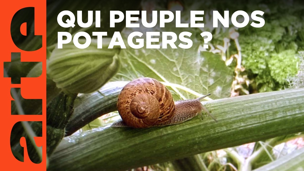 Le vaste monde des petites bêtes - Le petit peuple du potager