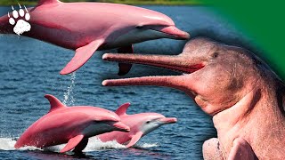 Les dauphins d’Amazonie : naître, vivre et évoluer dans l’eau