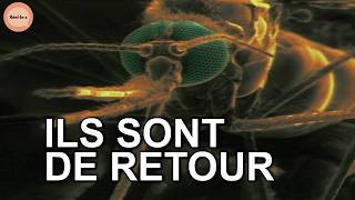 Les moustiques, le retour