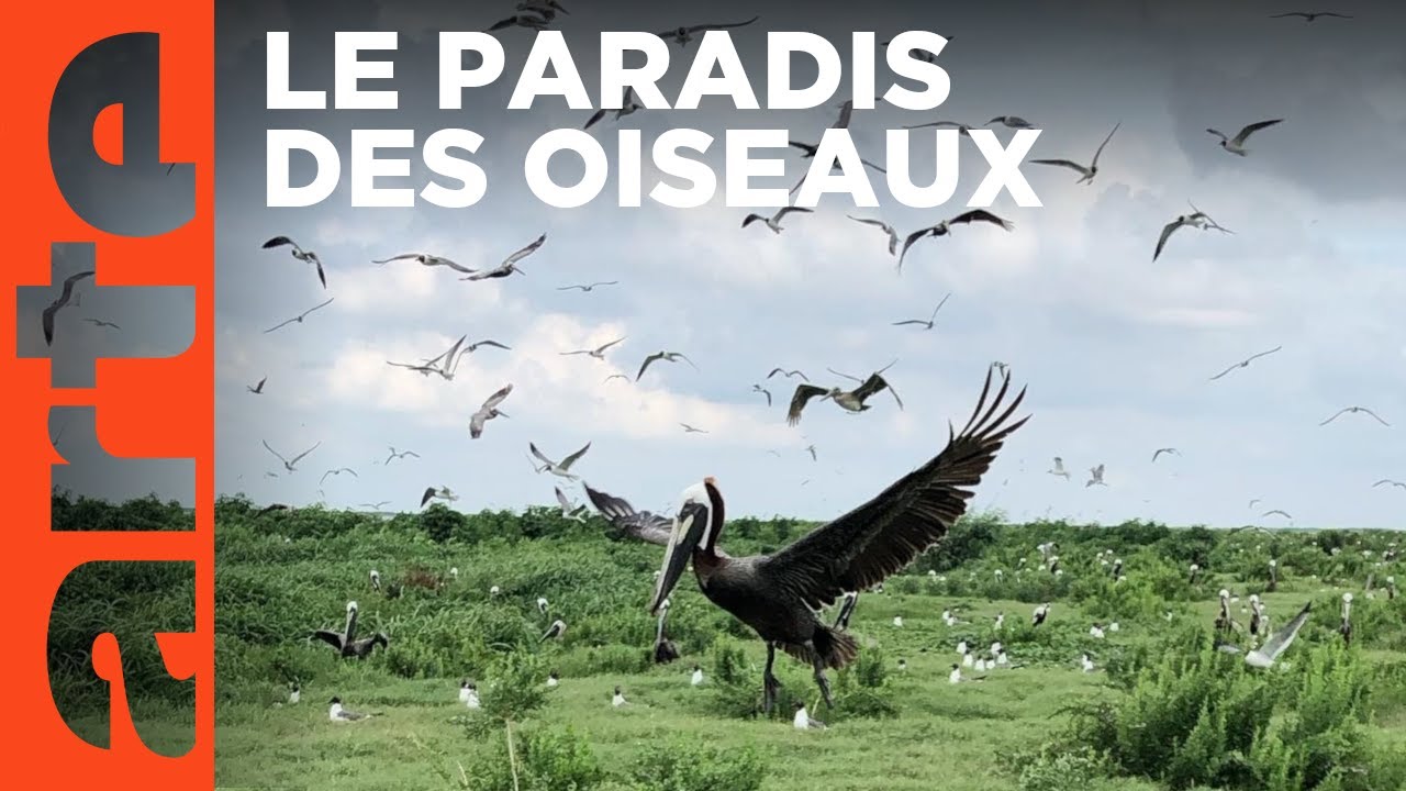 Louisiane, la passion des oiseaux