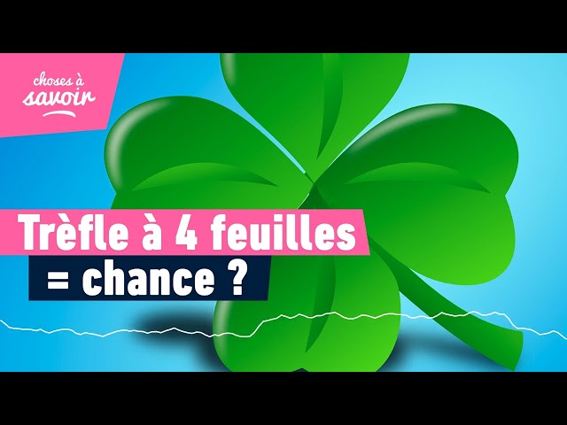 Pourquoi le trèfle à 4 feuilles porterait chance ?