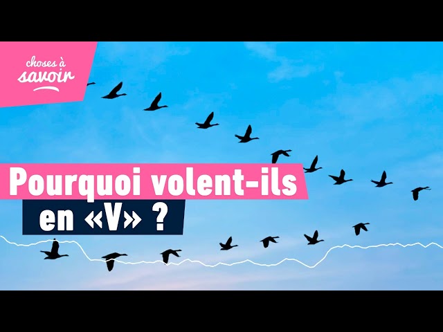 Pourquoi les oiseaux qui migrent volent-ils "en V" ?