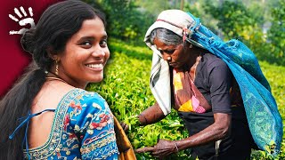 Sri Lanka : sur la route secrète du thé