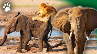 Un éléphant se fait dévorer par un lion