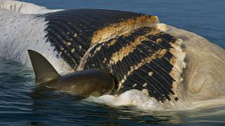 Une baleine contre quarante requins ! | Les prédateurs des abysses